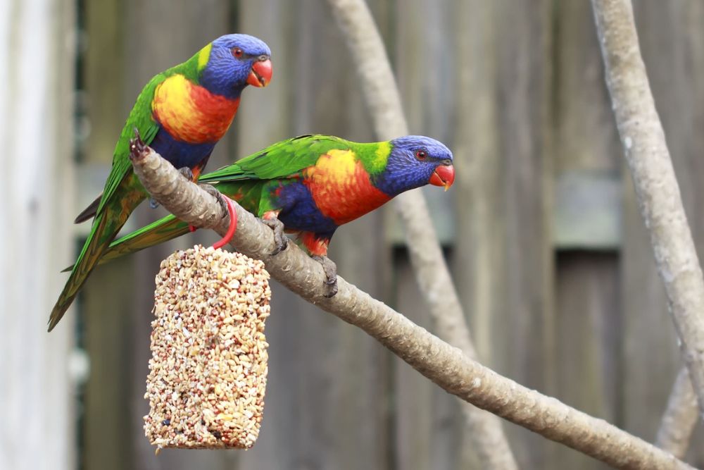 Ilustrasi aviary park